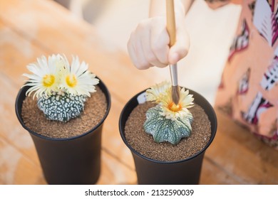 Image of hands pollinating cactus flower with a brush. Pollination Astrophytum asterias nudum cactus flower, Hand and forcep mixed pollen into yellow flower of Astrophytum asterias nudum cactus.