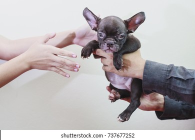 Image Of Hands A Young Girls While Buy A Lovely Puppy From A Pet Store. Is Birth Day Her. Pet Trading Concept. Surprise! Hand Of Man Is Presenting Puppy Dog Or Giving To Person As Gift To His Beloved.