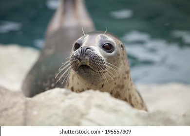 An image of Harbor seal
