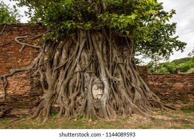  image of the Head of the Buddha, with tree trunk and roots growing around it. Wat Mahathat, Ayutthaya, thailand