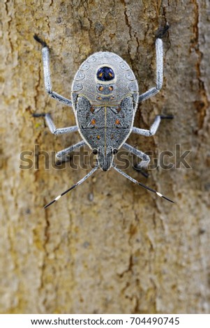 Image of Hemiptera bug on tree. Insect. Animal.
