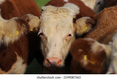 An Image Of A Hereford Calf.