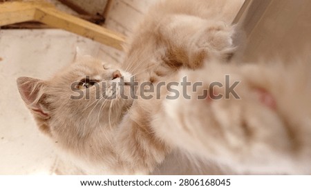 The image highlights the fine texture of the cat's coat, warm orange tones, and expressive eyes, making it ideal for themes related to pets, domestic animals, feline care, companionship, and animal background