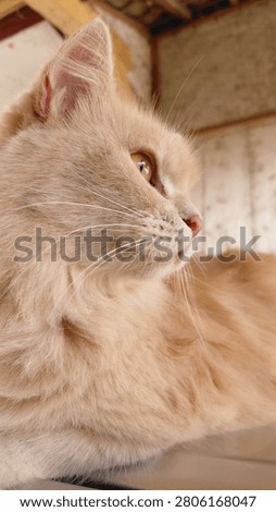 The image highlights the fine texture of the cat's coat, warm orange tones, and expressive eyes, making it ideal for themes related to pets, domestic animals, feline care, companionship, and animal background