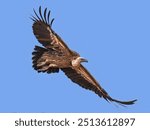 Image of Himalayan Griffon Vulture flying