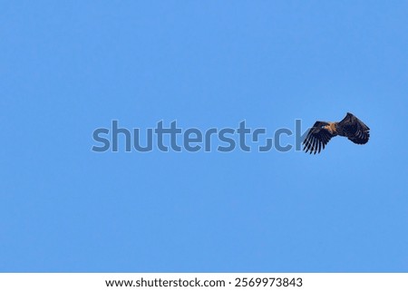 Similar – Image, Stock Photo be free Vulture Flying