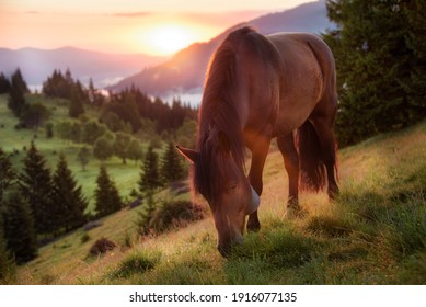 Image of a horse grazing in a pasture illuminated from behind by the warm light of a sunrise in the mountains - Powered by Shutterstock