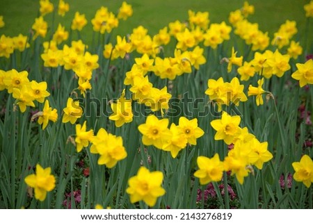 Image of a host of yellow daffodils