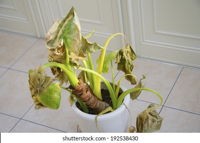 An Image Of Houseplant Dead