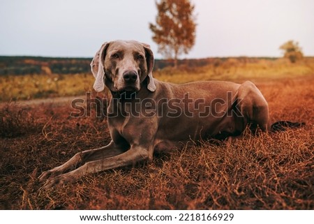 Image of a hunting dog