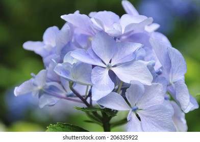 An Image of Hydrangea - Shutterstock ID 206325922
