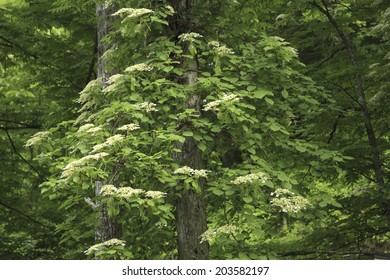 An Image Of Hydrangea Vine