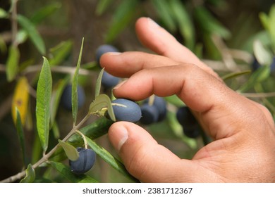 The image is ideal for promoting products related to olive oil, such as table olives, or gourmet products. It's also suitable for promoting products related to olive oil like extra virgin olive oils - Powered by Shutterstock