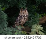Image of an Indian Eagle Owl