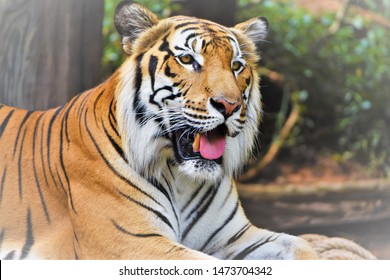 Image Indochina Tiger Scientific Name Panthera Stock Photo 1473704342