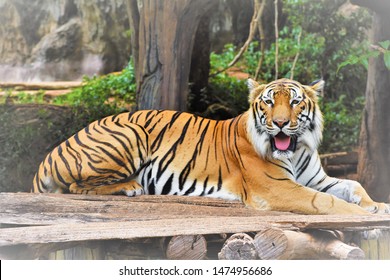 Image Indochina Tiger Scientific Name Panthera Stock Photo (Edit Now