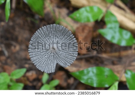 image of Inkscape mushroom top
