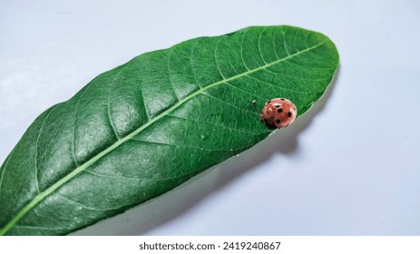 an image of an insect called a ladybug on a green leaf on a white background