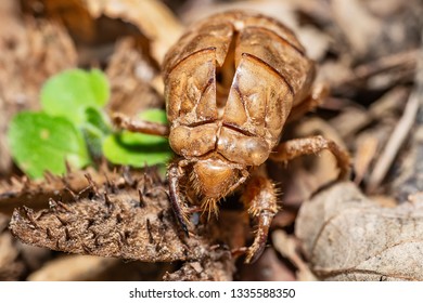 Image Of An Insect Shell Exoskeleton