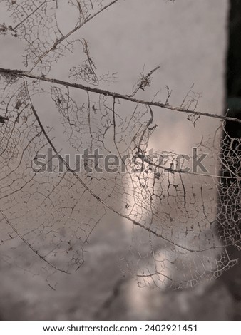 The image of the intricate pattern of the leaf skeleton 