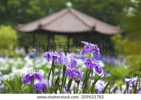 An Image of Iris Garden