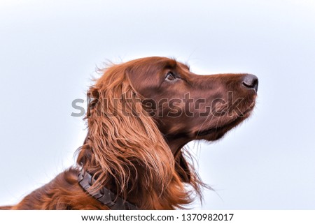 Similar – Image, Stock Photo Treat? Animal Pet Dog 1