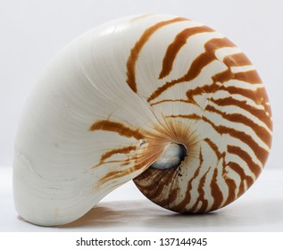 Image Isolated Nautilus On White Background Stock Photo 137144945 ...