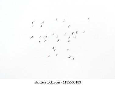 An image of an isolated pigeons flock on the fly
