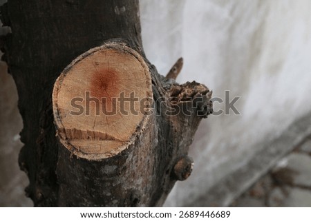 image of a jackfruit tree with its trunk cut off