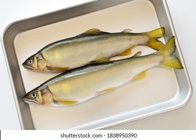 Sweetfish Images, Stock Photos & Vectors | Shutterstock