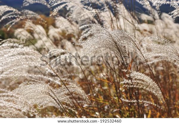 An image of Japanese\
silver grass