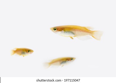 An Image Of Killifish