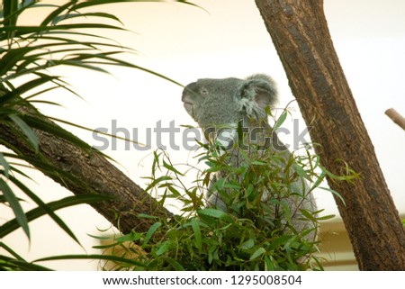 Image of koala beear