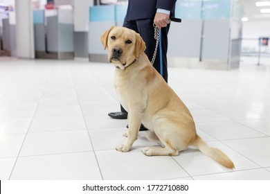 Image of a Labrador dog looking at camera, for detecting drugs at the airport standing near the customs guard.