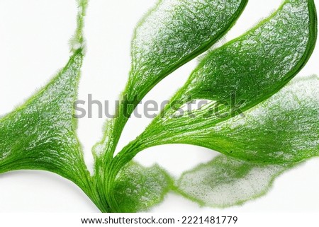 Image of Laminaria digitata (Algae). Algae is an informal term for a large and diverse group of photosynthetic eukaryotic organisms.