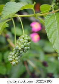 An image of lantana fruit, Japan