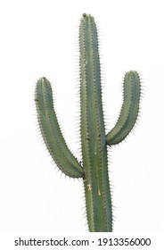 Image of a large cactus isolated against an off white background. - Shutterstock ID 1913356000