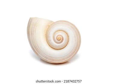 Image of large empty ocean snail shell on a white background. Undersea Animals. Sea shells. - Shutterstock ID 2187432757
