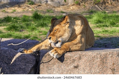 Image of a large lioness licking her paws with her tongue
 - Powered by Shutterstock
