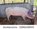 Image of a large pig in the pigpen inside a farm, Mexico