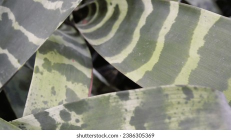 Image of layered green leaf texture.