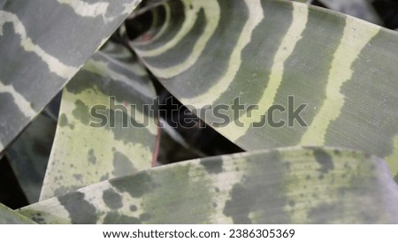 Image of layered green leaf texture.