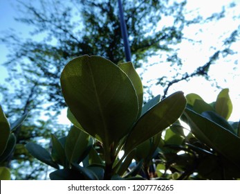 image of leaf