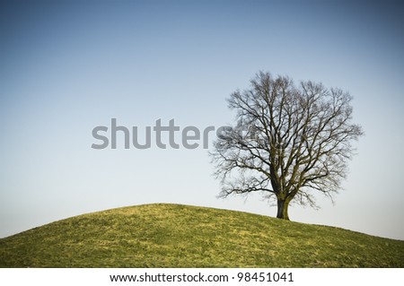 An image of a leafless tree on a hill