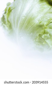 An Image of Lettuce