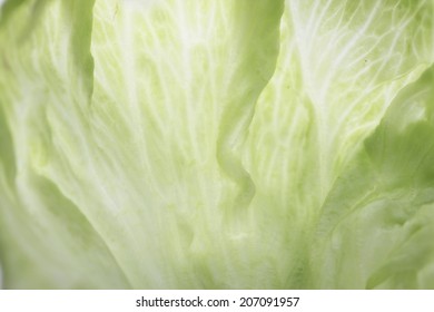 An Image of Lettuce