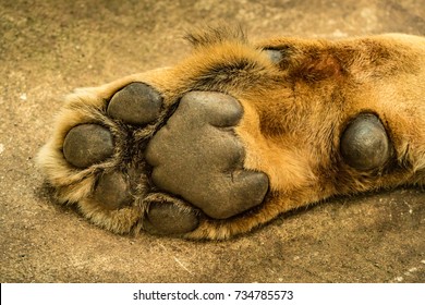 Image Lion Foot Stock Photo 734785573 | Shutterstock