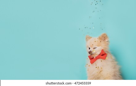 Image Of Little Dog With Orange Bow