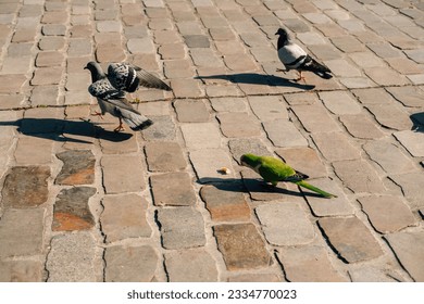 Image of little parrot bird eating bread with pigeons