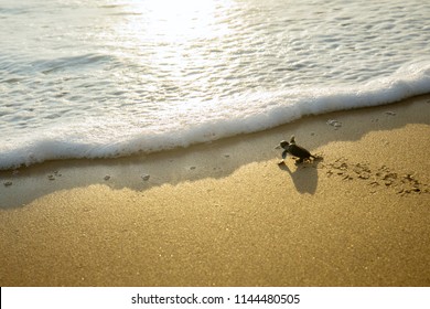 Image of little sea turtles crawling on the sand beach toward the sea at Pangumbahan beach, Sukabumi, West Java